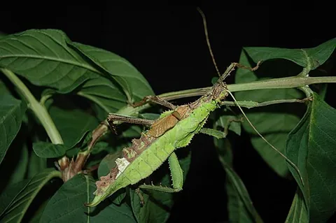 half-sider: a bilateral gynandromorph, an animal that is one sex on the left and another sex on the right