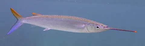 halfbeak: any slender, marine fish of the family Hemiramphidae, having the upper jaw much shorter than the...