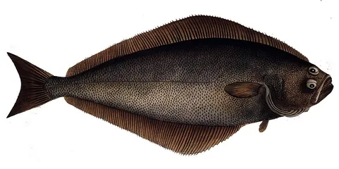 halibut: a large flatfish of the genus Hippoglossus, which sometimes leaves the ocean floor and swims...