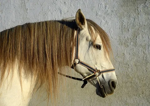 halter: a bitless headpiece of rope or straps, placed on the head of animals such as cattle or horses to...