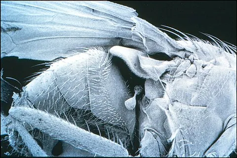 haltere: a small knobbed structure in some two-winged insects, one of a pair that are flapped rapidly and...