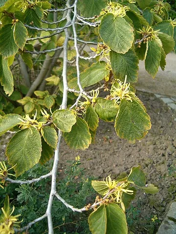 hamamelis: any of the flowering plant genus Hamamelis, the witch hazels