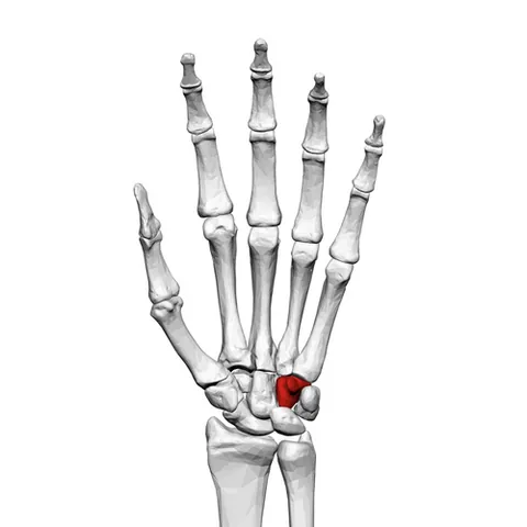 hamate bone: one of the eight bones of the wrist (carpals)
