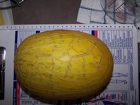 hami melon: a variety of muskmelon from Xinjiang, China, particularly associated with Hami City