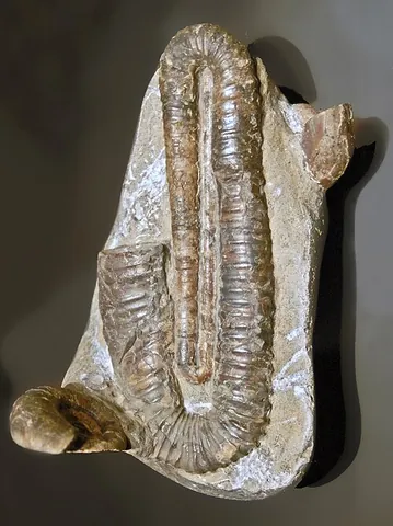 hamitocone: an organism or fossil with a hamitoconic shell, or the shell itself