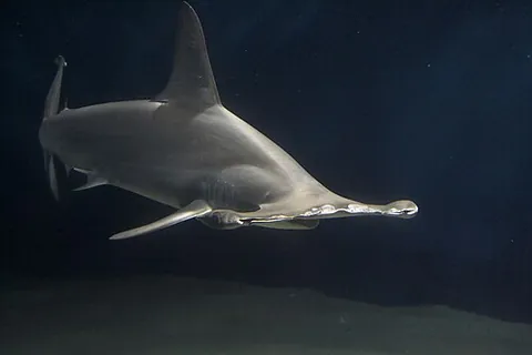 hammerhead shark: any of various sharks of the genus Sphyrna having the eyes set on projections (cephalofoils) from...