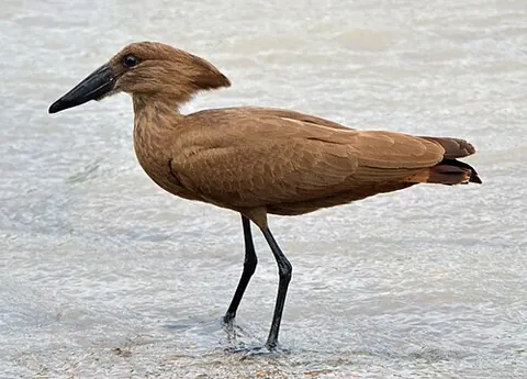 hammerkop: a bird from southern Africa, Scopus umbretta, of the family Scopidae and related to the herons