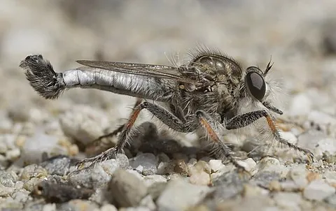 hammertail: any of the genus Efferia of large, often dull-colored robber flies, the males of which have a...