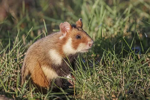 hamster: any of various Old World rodent species belonging to the subfamily Cricetinae