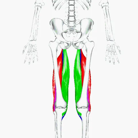 hamstring: one of the great tendons situated in each side of the ham, or space back of the knee, and connected...
