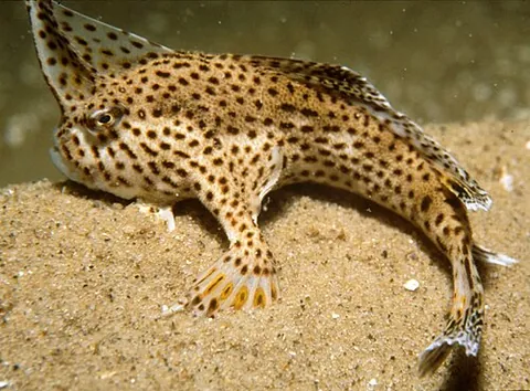 handfish: any of the anglerfishes of the family Brachionichthyidae, which can "walk" on the sea floor using...
