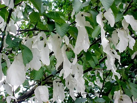 handkerchief tree: the dove tree (Davidia involucrata), which has large white bracts said to look like handkerchiefs