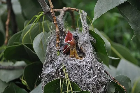 hangbird: a Baltimore oriole (Icterus galbula), whose nest is suspended from the limb of a tree