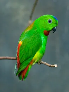 hanging parrot: any parrot of the genus Loriculus