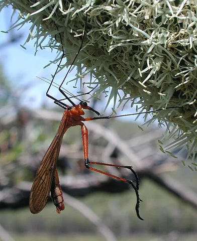 hangingfly: any insect in the mecopteran family Bittacidae