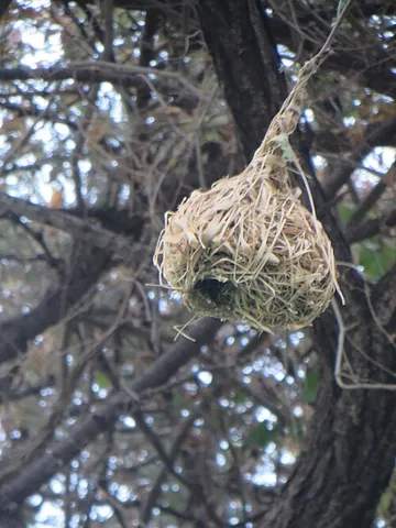 hangnest: a nest that hangs down like a bag or pocket, generally from a tree branch