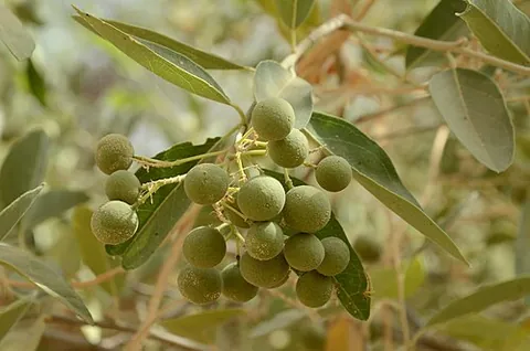 hanza: boscia senegalensis, a perennial woody plant species of the genus Boscia, native to West Africa