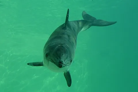 harbour porpoise: a porpoise, Phocoena phocoena, that inhabits coastal areas and river estuaries