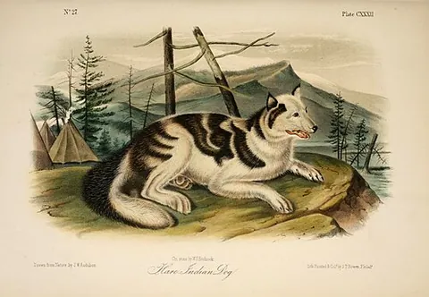 hare indian dog: an extinct domesticated canine, originally bred in northern Canada by the Sahtú
