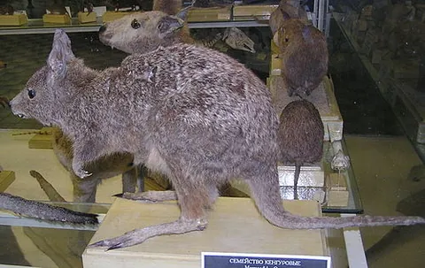 hare-wallaby: any of several wallabies of the genera Lagorchestes and Lagostrophus