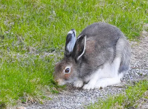 hare: any of several plant-eating mammals of the genus Lepus, similar to a rabbit, but larger and with...