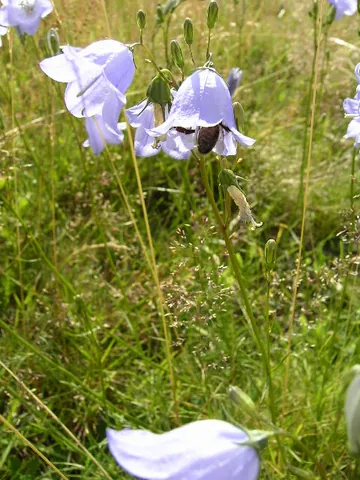 harebell: a perennial flowering plant, Campanula rotundifolia, native to the Northern Hemisphere, with blue,...