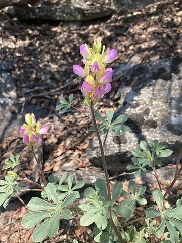 harlequin annual lupine: lupinus stiversii, a species of lupine