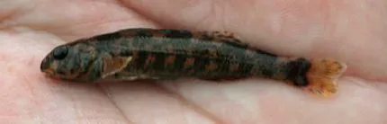 harlequin darter: etheostoma histrio, a species of darter fish