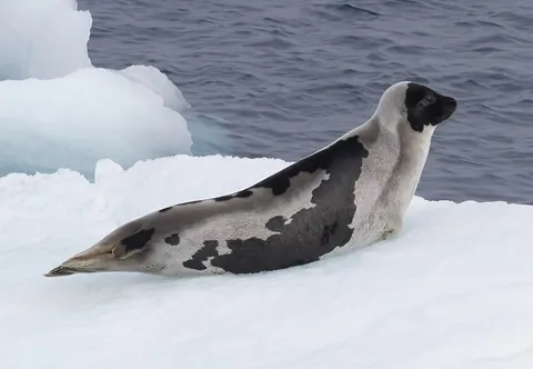 harp seal: one of species Pagophilus groenlandicus, a true seal (or earless seal) found in the northernmost...