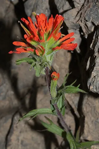 harsh indian paintbrush: castilleja hispida, a perennial flowering plant native to Canada and the United States