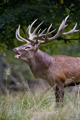 hart: a male deer, especially the male of the red deer after his fifth year