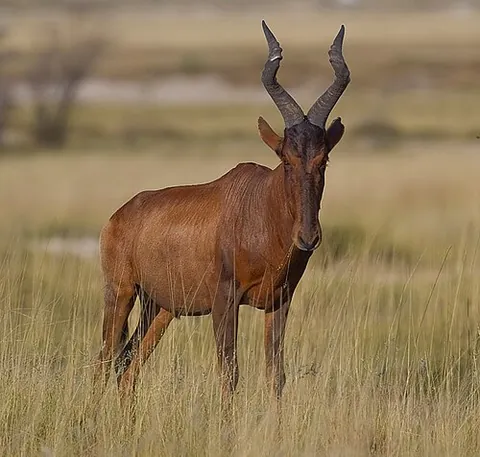 hartebeest: a species of grassland antelope, Alcelaphus buselaphus, native to parts of Africa