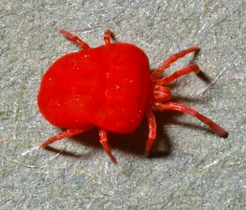 harvest mite: any of various mites of family Trombiculidae that inhabit forests and grasslands and which, in...