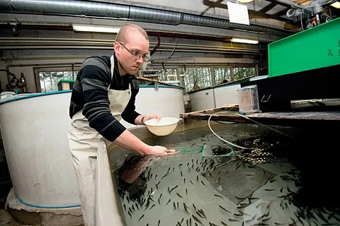 hatchery: a (commercial) facility where eggs, especially those of fish or poultry, are hatched under...