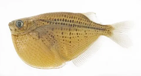hatchetfish: any of several freshwater tropical fish of the family Gasteropelecidae