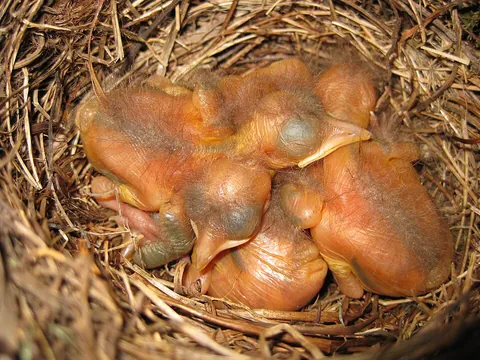 hatchling: a newly hatched bird, reptile or other animal that has emerged from an egg