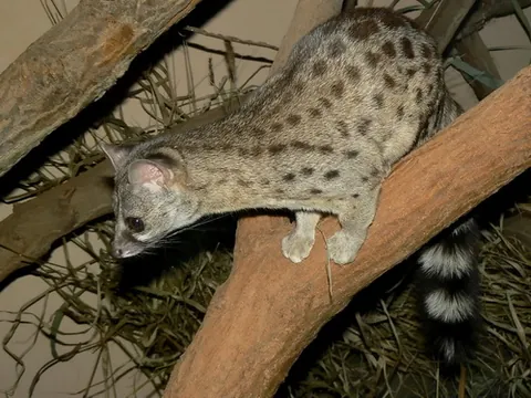 hausa genet: a genet species native to West Africa (Genetta thierryi)