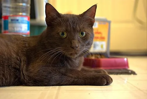 havana brown: a chocolate-colored domestic cat breed, similar to the Siamese breed