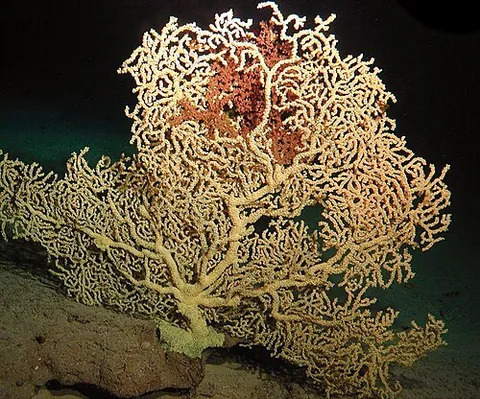 hawaiian gold coral: kulamanamana haumeaae, a rare and extremely long-lived deep-sea coral found on seamounts near Hawaii