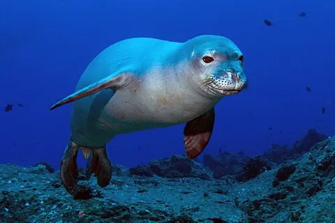 hawaiian monk seal: neomonachus schauinslandi, an endangered species of earless seal in the family Phocidae