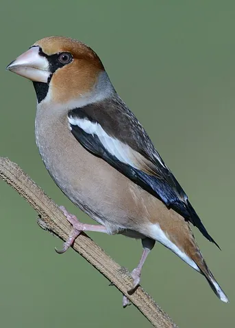 hawfinch: a large Eurasian finch (Coccothraustes coccothraustes), with a thick bill