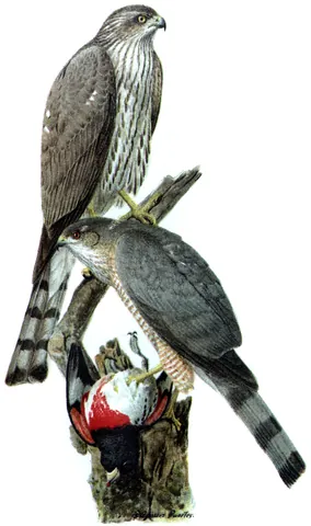 hawk: a diurnal predatory bird of the family Accipitridae, smaller than an eagle