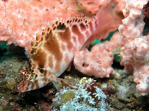 hawkfish: any of various tropical, perciform marine fish of the family Cirrhitidae, found around the coral...