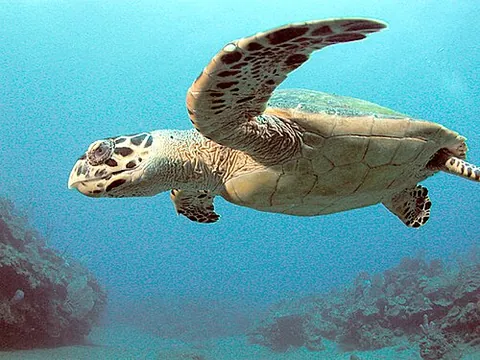 hawksbill sea turtle: eretmochelys imbricata, a critically endangered sea turtle