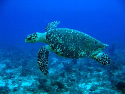 hawksbill turtle: a sea turtle species (Eretmochelys imbricata)