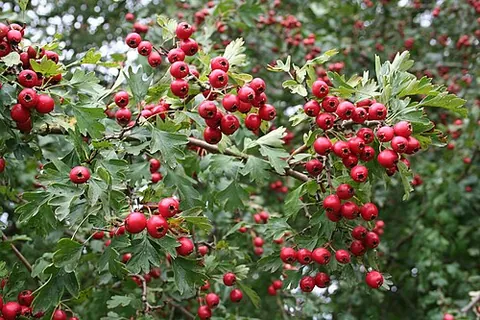 hawthorn berry: the edible fruit of the hawthorn