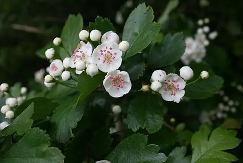 hawthorn: any of various shrubs and small trees of the genus Crataegus having small, apple-like fruits and...
