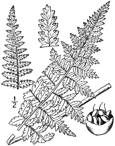 hay-scented fern: any fern of genus Dennstaetia, of many warm temperate to tropical regions, especially