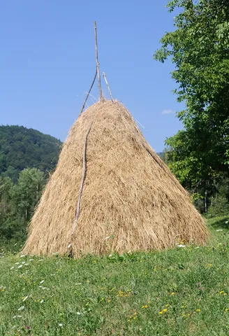 hay: grass cut and dried for use as animal fodder