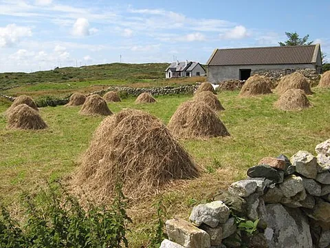 haycock: a small conical pile of hay, or a heap of hay thrown up in a hayfield while the hay is being cured...